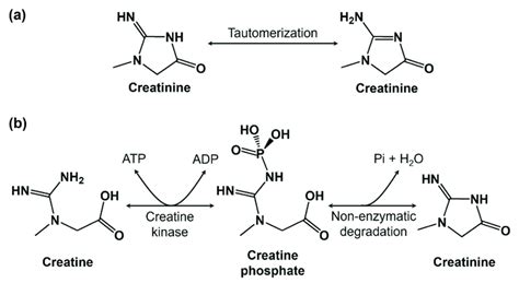 A A Schematic Representation Of The Molecular Structure Of