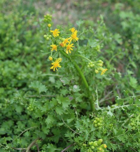 Yellow Flower Weed Identification