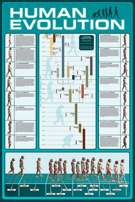 Poster Human Evolution Wall Art Ts And Merchandise Europosters