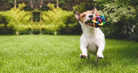 The Benefits Of Dog Toys Petlifesa