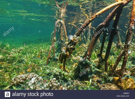 Roots Of Mangrove Underwater With Marine Life Atlantic
