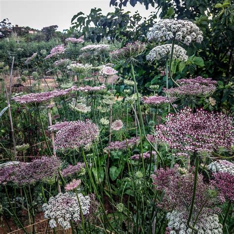 Dara Queen Anne S Lace Flower Cottage Garden Queen Annes Lace Plants