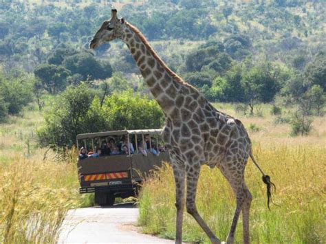 Sun City And Pilanesberg Nature Reserve Full Day Tour Getyourguide