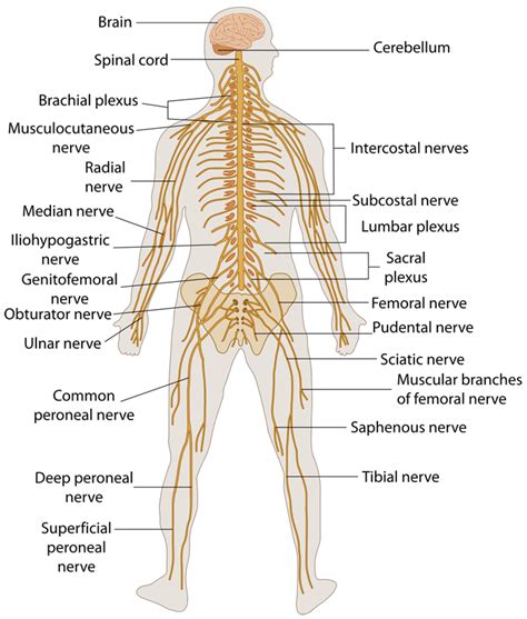 Nervous System Ask A Biologist