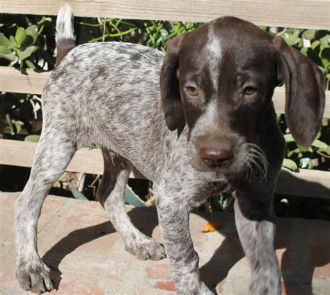 German Shorthaired Pointer Puppies For Sale Lake Balboa Ca