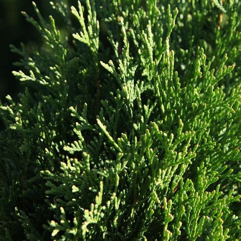 Thuja Occidentalis Smaragd Buy Plants At Coolplants