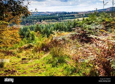 View Over The Forest Of Dean In Gloucestershire Stock Photo Alamy