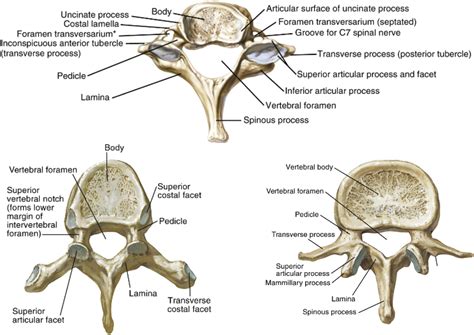 Degenerative Spinal Disc Disease And Its Treatment Orthopaedics And