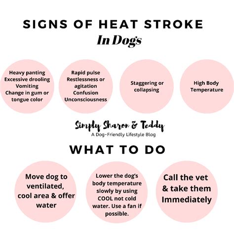 What To Give A Dog With Heat Exhaustion