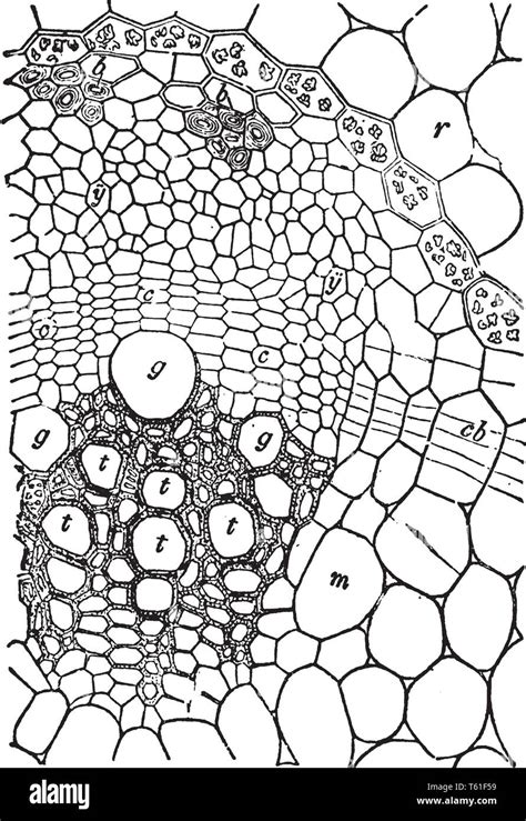 A Picture Showing The Cross Section Of An Open Fibrovascular Bundle