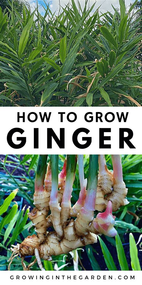 How To Grow Ginger 8 Tips For Growing Ginger Growing In The Garden