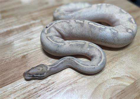 Fire Highway Ball Python By Bearded Brothers Exotics Morphmarket