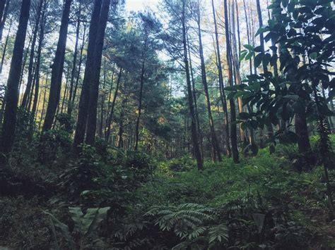 7 Hutan Pinus Paling Cantik Di Indonesia Sejuk Dan Estetis Abis