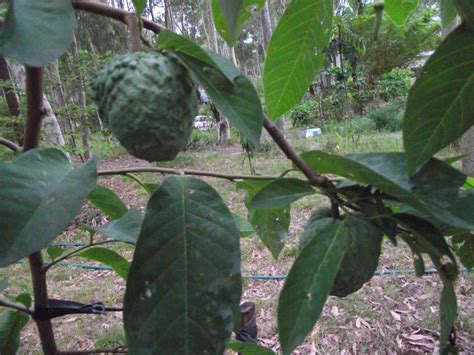 Forum Tropical Fruit Trees Successfuly Grown In Sydney