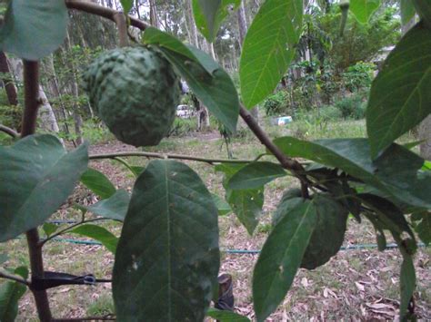 Flowering trees up to 14'. Forum: Tropical Fruit Trees Successfuly Grown In Sydney ...