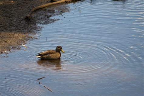 Duck Paddling In A Pond Free Stock Photo Public Domain Pictures