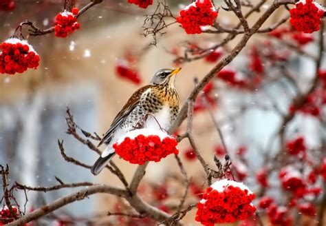 Wallpaper Birds Animals Nature Red Snow Winter Branch Frost