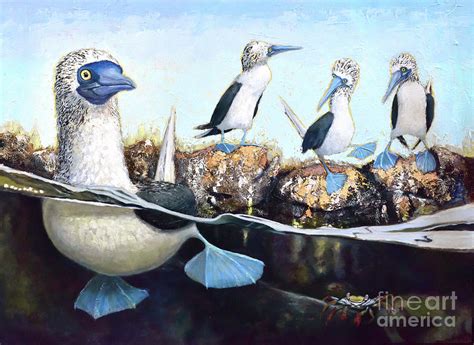 Blue Footed Boobies Painting By Toni Wolf Fine Art America