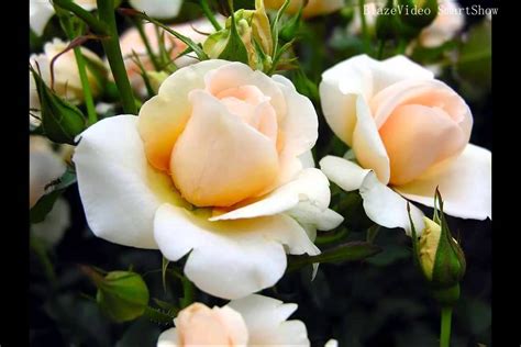 Beautiful Flower Pictures Amazing Roses You Have Never