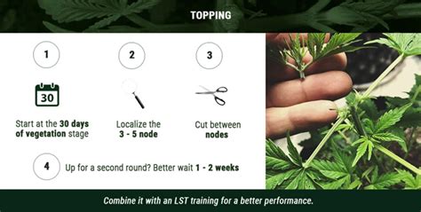 Different Techniques For Topping Cannabis Strains 420 Grow Radar