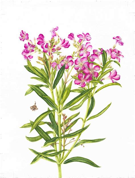 Botanix Nerium Oleander