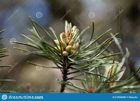 Flower Of A Twisted Pine Pinus Contorta Stock Image Image Of