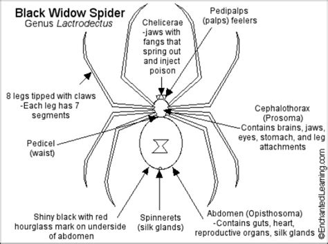 Reproduction And Development Black Widow Spider