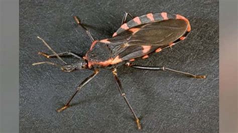 Dangerous Chagas Infection From Kissing Bug Found In Five States
