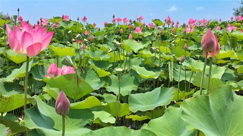 This video was record at night on the waythrough the bokeh enjoy this video #ontheway #bokehvideo #nosensor #museum. Pin by Green Lennon on Taiwan | Grapes, Plants, Fruit