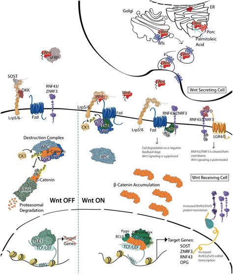 Overview Of Wnt Catenin Signaling Wnt Ligands Are Produced In The