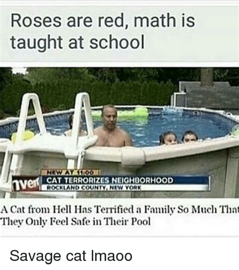 Roses Are Red Math Is Taught At School Too Cat Terrorizes
