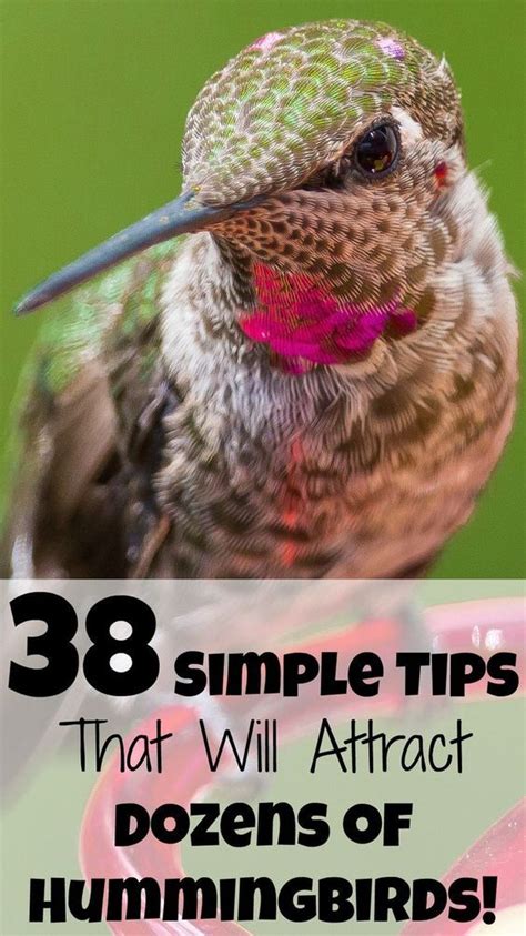 38 Proven Tips For Attracting Hummingbirds 2021 Guide Bird