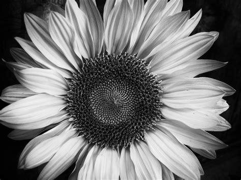 White Flower Pictures Sunflower Pictures Flower Images Sunflowers