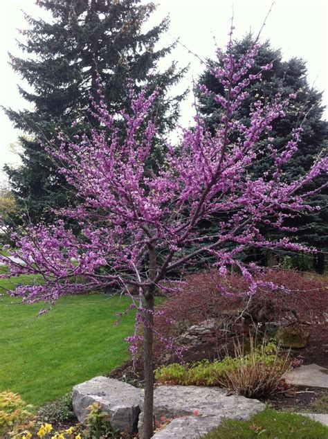 Cercis Canadensis Eastern Redbud Ancient Roots Native Nursery