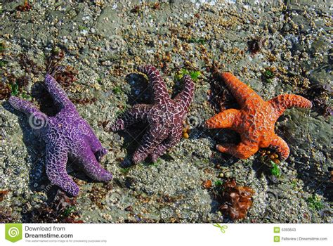 Starfish Stock Image Image Of Island Brown Outdoor 5393643