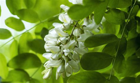 Le specie di plumbago possono essere cespugliose o rampicanti. Fiori edibili: la robinia - www.stile.it