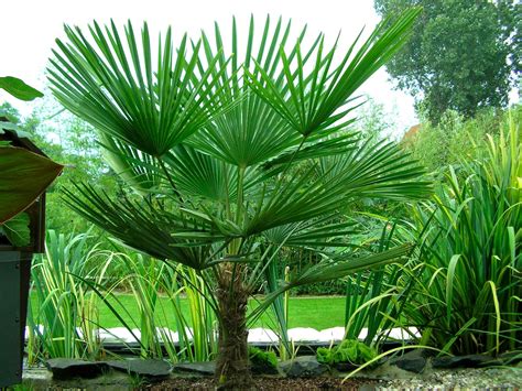 Trachycarpus Fortunei Hardy Chusan Windmill Fan Palm 60 70cms