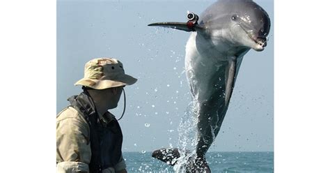 The Navys ‘attack Dolphins Meateater Conservation