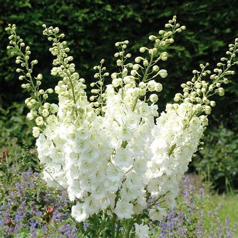 Delphinium Elatum Aurora White Pied Dalouette Jardins Michel Corbeil