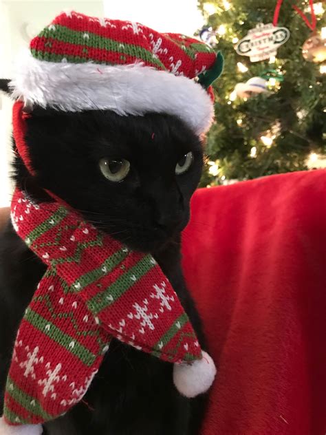 Pin By Nicole Denney On Black Cat Love Christmas Cats Black Cat Cat