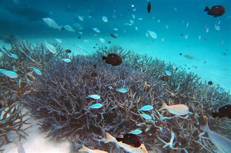 Mesophotic Reef Observation At Ningaloo Reef Park Nw Au Rje Oceanbotics