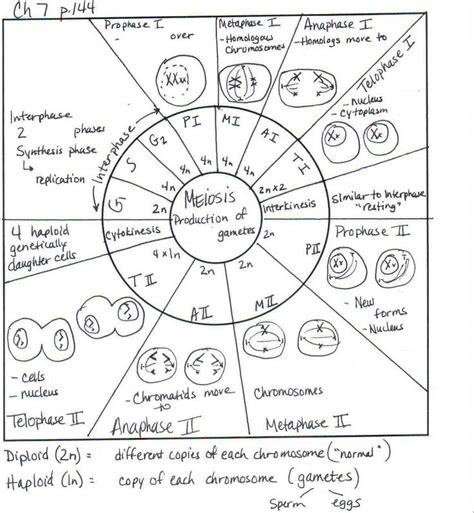 Displaying top 8 worksheets found for labeling the. Cell Cycle Drawing Worksheet at GetDrawings | Free download