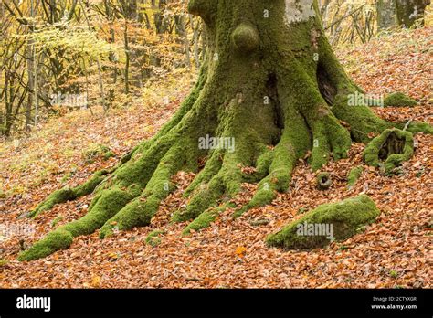 Ancient Beech Tree Forest In Italy Mount Cimino Unesco World Heritage
