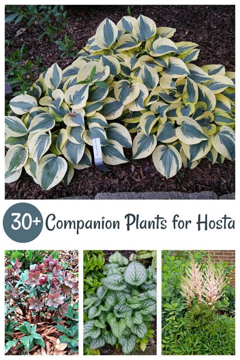 Hosta Companion Plants Growing Hostas With Shade Loving
