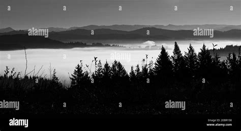 Black And White Panorama Of Fog In Oregon Valley Surrounded By Trees