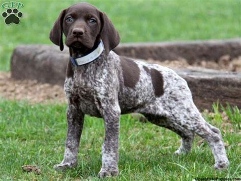 The goals and purposes of this breed standard include: Pin by Vanna on Blue tick hound puppy | German shorthaired ...