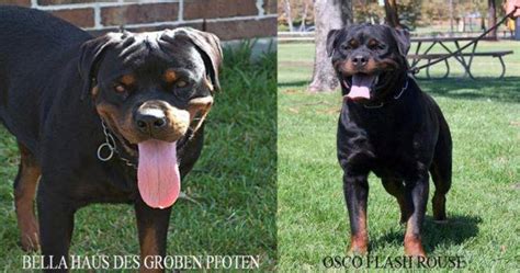 Ask questions and learn about rottweilers at nextdaypets.com. AKC ROTTWEILER PUPPIES for Sale in Houston, Texas ...