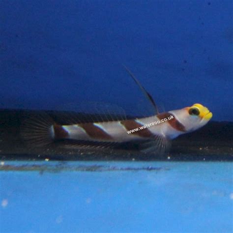 High Fin Banded Goby The Waterzoo Tropical Fish Marine Fish