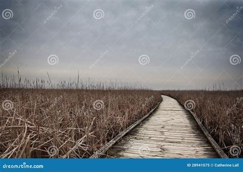 Path In Marsh Stock Image Image Of Plants Plank Wetland 28941075