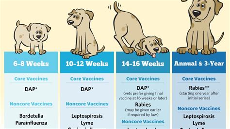 Basic Vaccine Schedule For Dogs Petmd